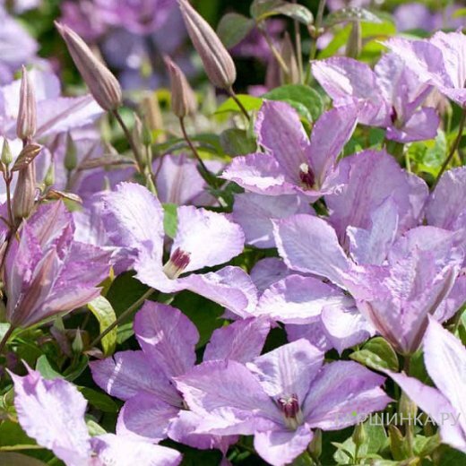 Клематис Маргарет Хант крупноцветковый (3)