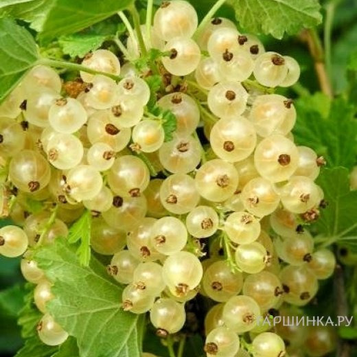 Смородина Версальская белая