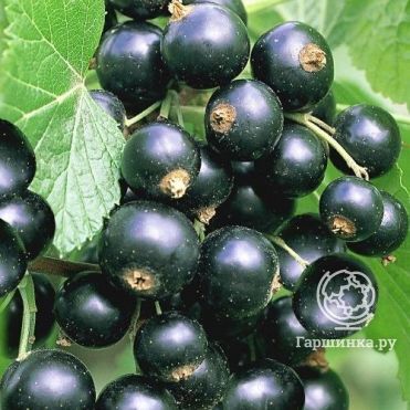 Смородина Титания черная (очень крупная ягода)