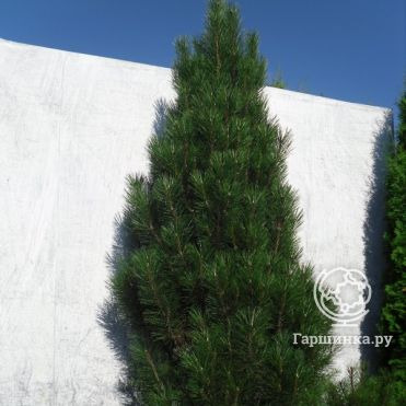 Сосна черная Пирамидалис