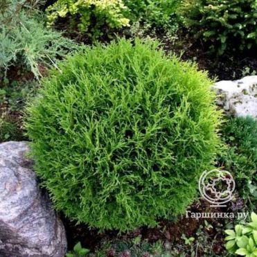Туя шаровидная Тини Тим