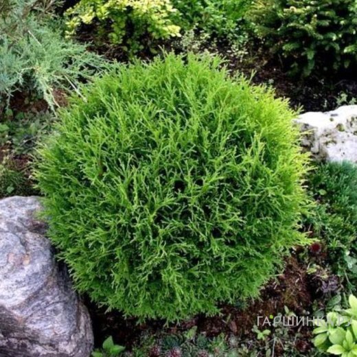 Туя шаровидная Тини Тим
