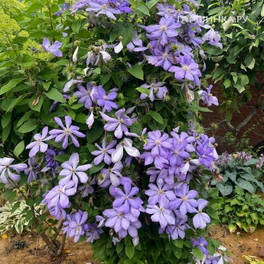 Клематис Миссис Чолмондели крупноцветковый (2)