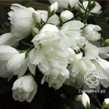 Чубушник Сноубель