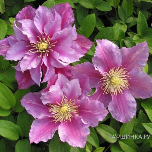 Клематис Пиилу махровый (2)