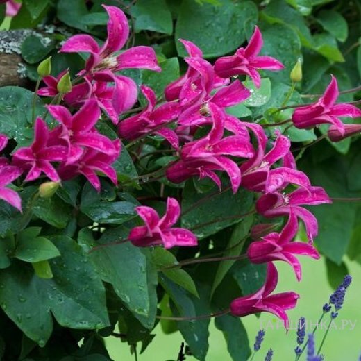 Клематис Принцесса Диана (3)