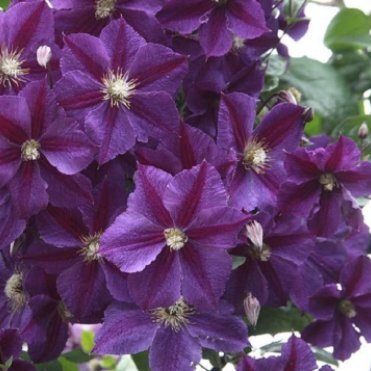 Клематис Стар оф Индия (Звезда Индии) крупноцветковый (3)