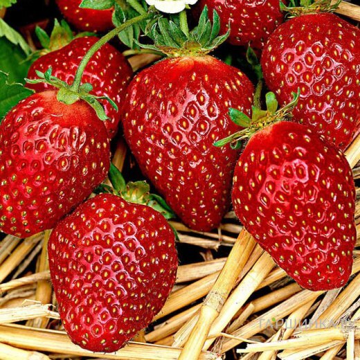 Клубника Корона ремонтантная