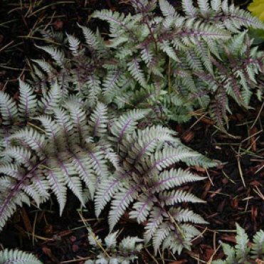 Кочедыжник (Папоротник) ниппонский Пиктум (Металлика)