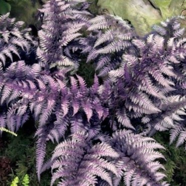 Кочедыжник (Папоротник) ниппонский Урсула Ред