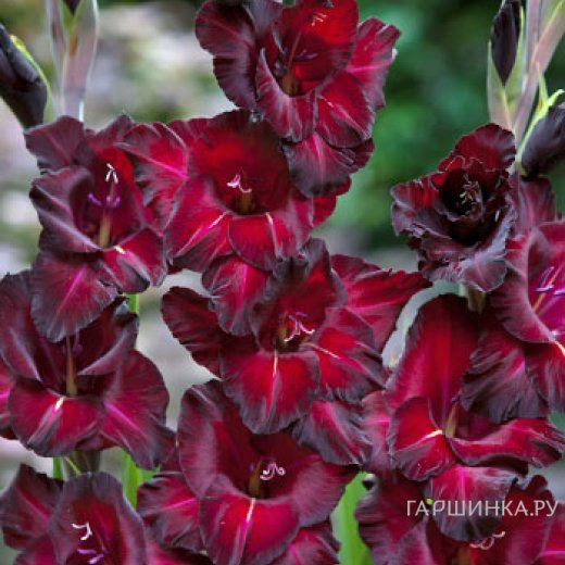 Гладиолус Блек Сюрпрайз 5 шт