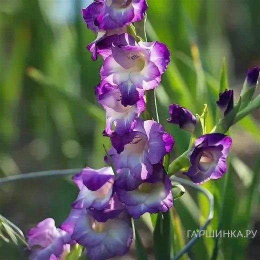 Гладиолус Кингс Линн 5 шт