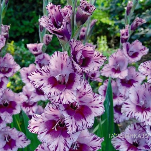 Гладиолус Пассос