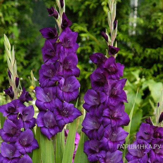 Гладиолус Пепл Флора