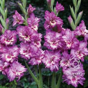 Гладиолус Танго