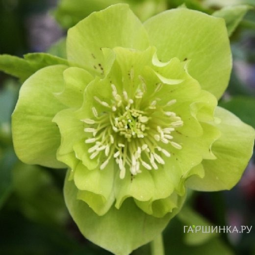 Морозник махровый Эллен Грин