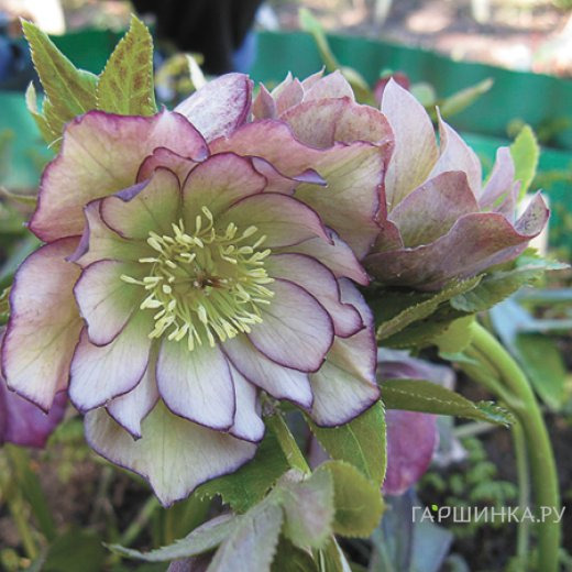 Морозник махровый Эллен Пикоти