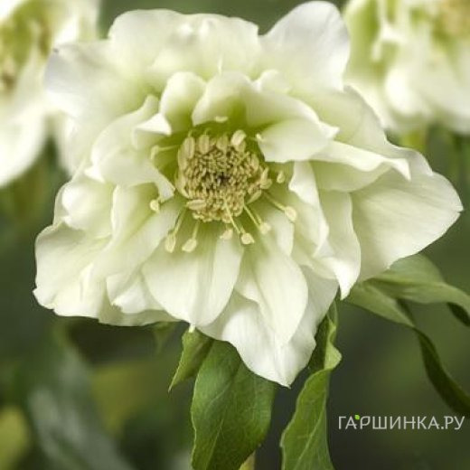 Морозник махровый Эллен Вайт