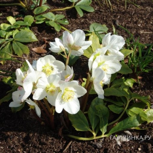 Морозник Нигер