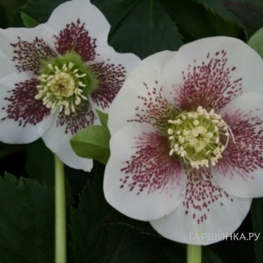 Морозник Боллен