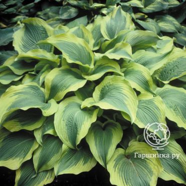 Хоста Атлантис (L)