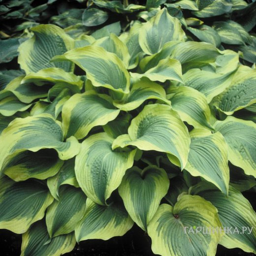 Хоста Атлантис (L)