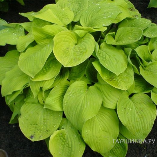 Хоста Аугуст Мун (ML)