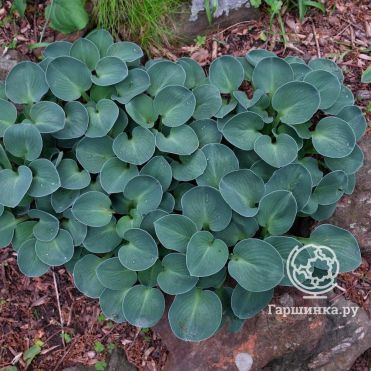 Хоста Блу Маус Иэрз (S)