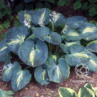 Хоста Дрим Квин (M)