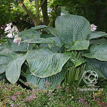 Хоста Empress Wu (G)