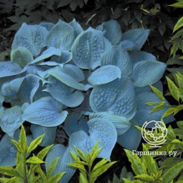 Хоста Фрагрант Блу (SM)
