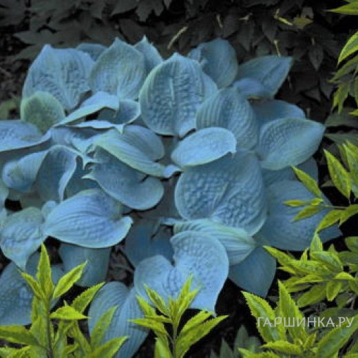 Хоста Фрагрант Блу (SM)