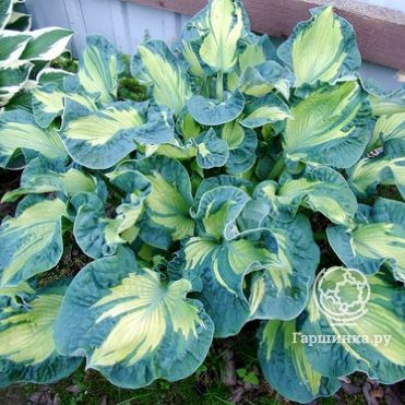 Хоста Голден Медоуз (ML)