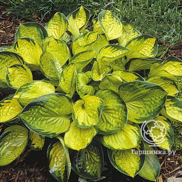 Хоста Рейнфорест Санрайз (M)
