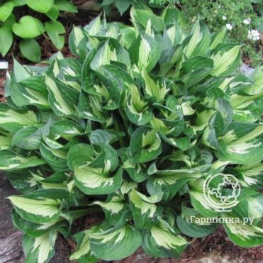 Хоста Вирлвинд (SM)