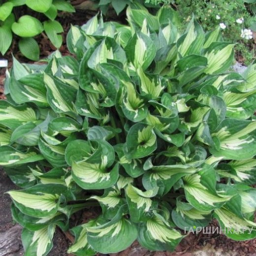 Хоста Вирлвинд (SM)