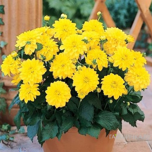 Георгина Геллери Сезан бордюрная