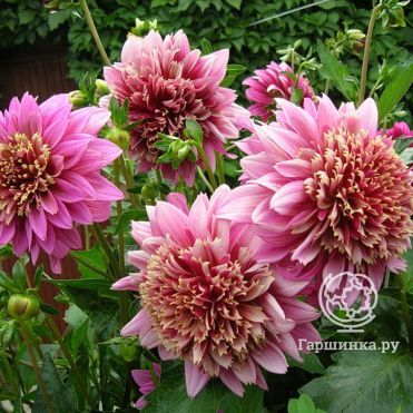 Георгина Мамбо анемоновидная