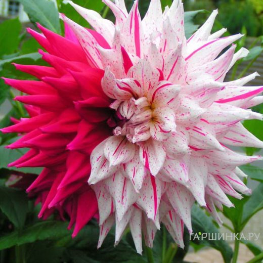 Георгина Микс Пепперминт кактусовидная