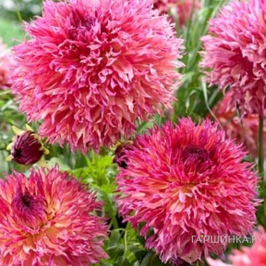 Георгина Мертис Фолли бахромчатая