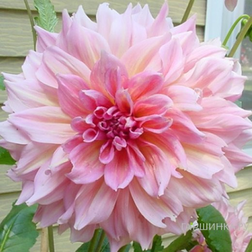 Георгина Отто Трил (МАКСИ) декоративная