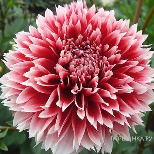 Георгина Ред энд Вайт Фубуки декоративная