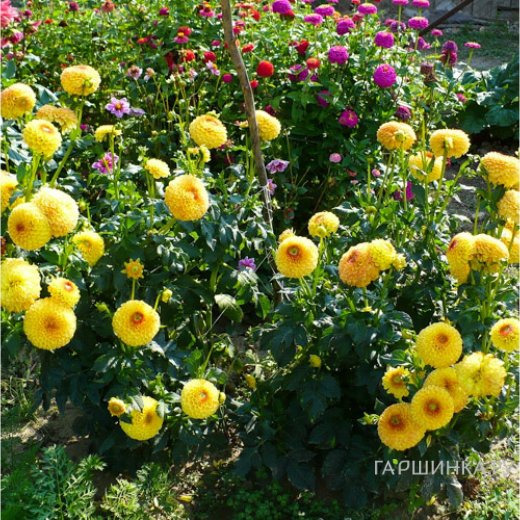 Георгина Санни Бой шаровидная