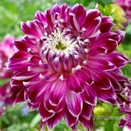 Георгина Ванкувер декоративная