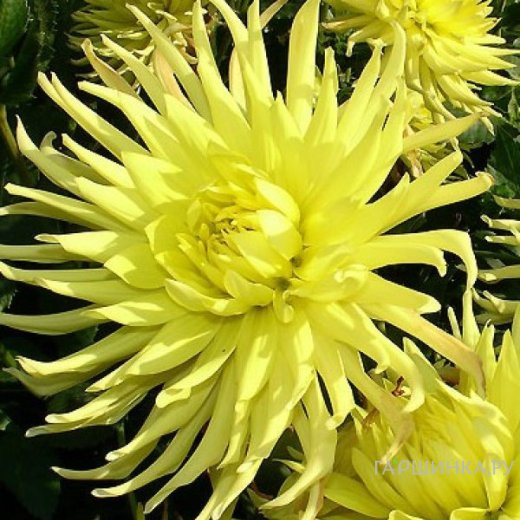 Георгина Еллоу Стар бахромчатая