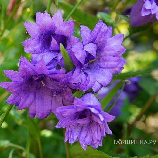 Колокольчик крапиволистный Бернис