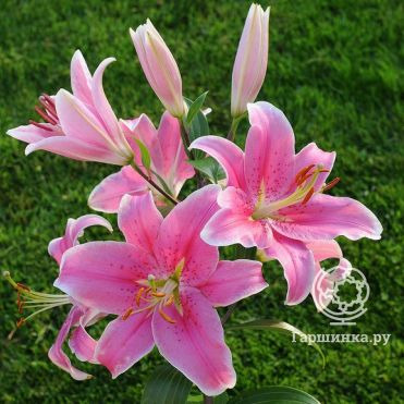 Лилия Сорбон восточная