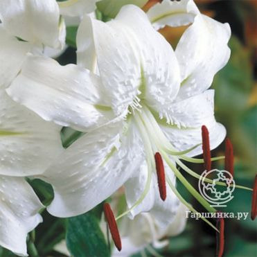 Лилия Альбум видовая/ 2 шт