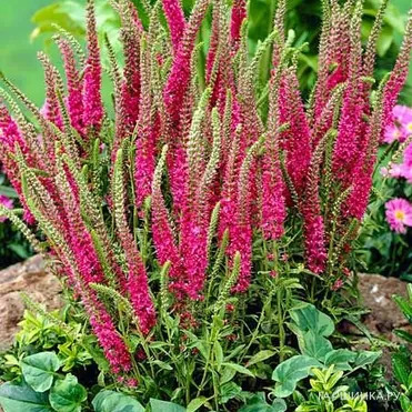 Вероника колосистая Ротфукс