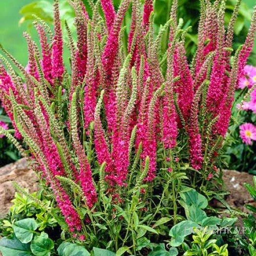 Вероника колосистая Ротфукс